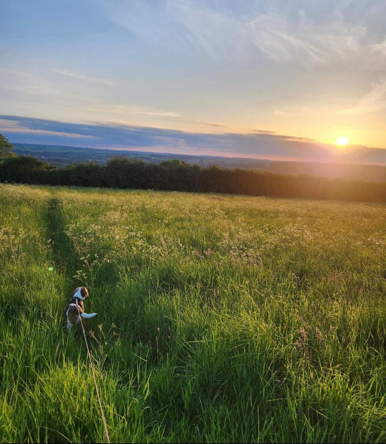 Eagle Cottage - Charming Cotswolds Getaway, Dog Friendly Wyck Rissington Dış mekan fotoğraf